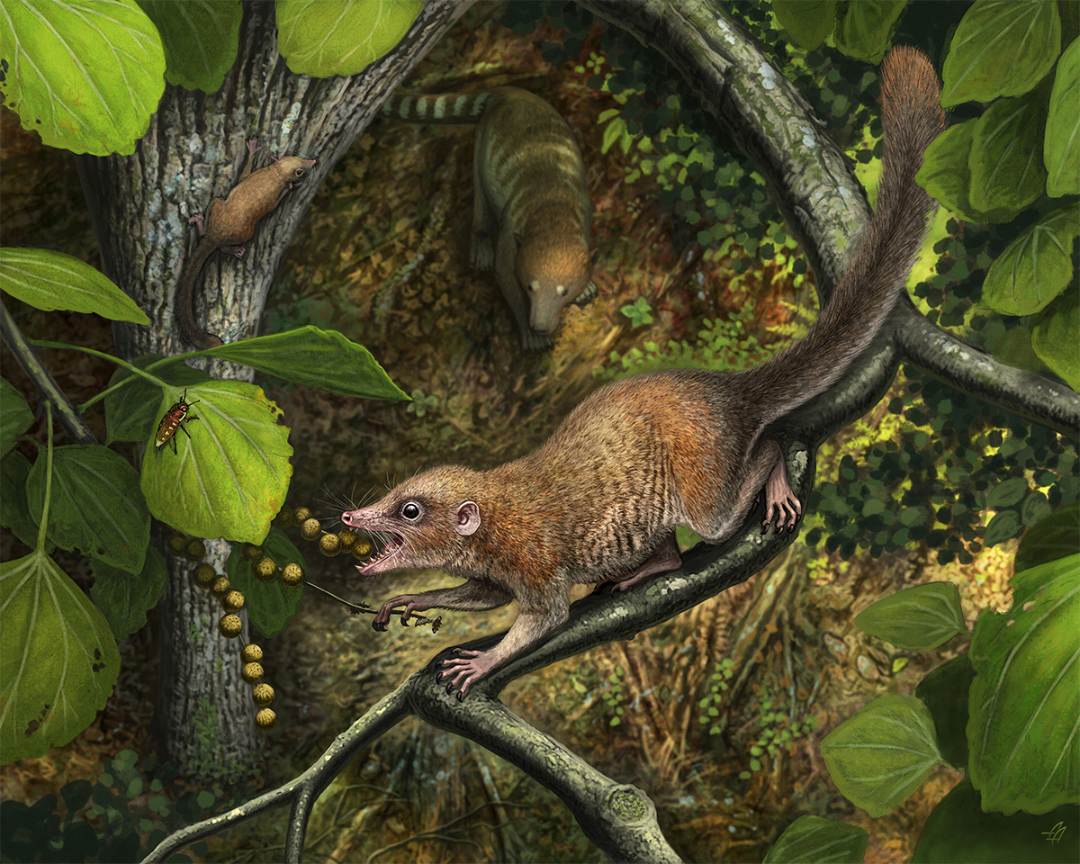  A lifelike rendering of the archaic primate Purgatorius. (Rendering by Andrey Atuchin.) 