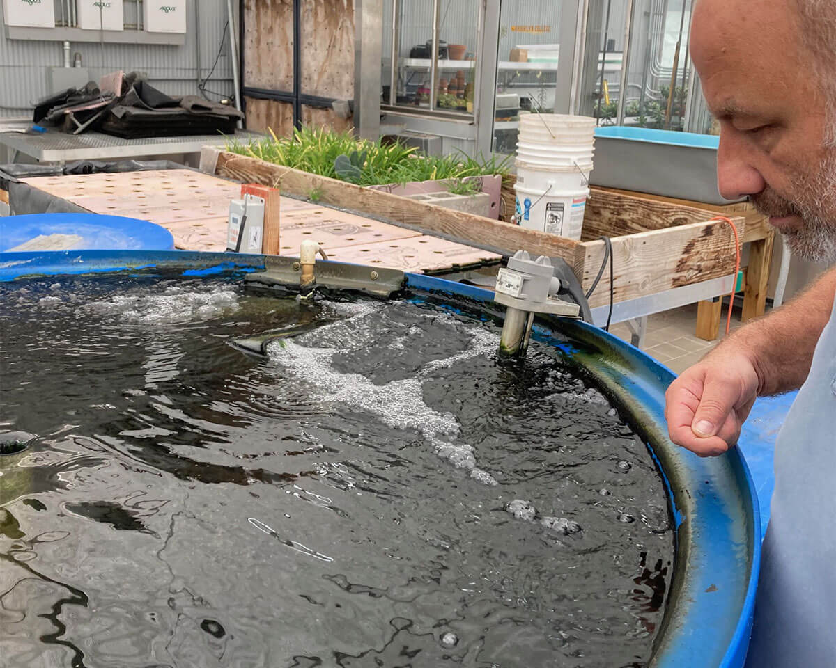 AREAC Lab Manager Rob Dickey tends to a tilapia aquaponics system. Credit: S.A. Sethi