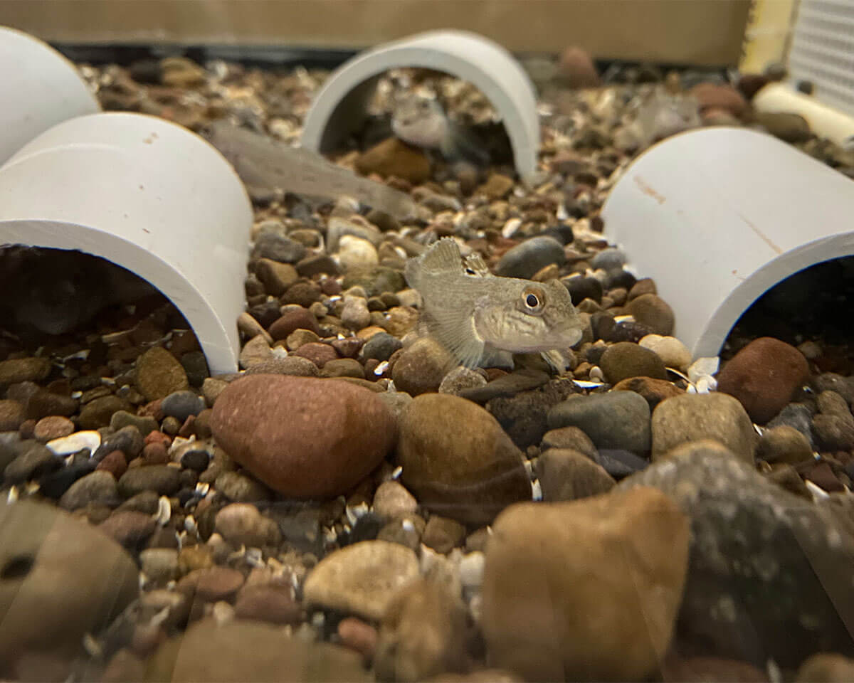 Round goby (Neogobius melanostomus) have now spread to the Hudson River Estuary. Credit: Kelsey Alvarez del Castillo