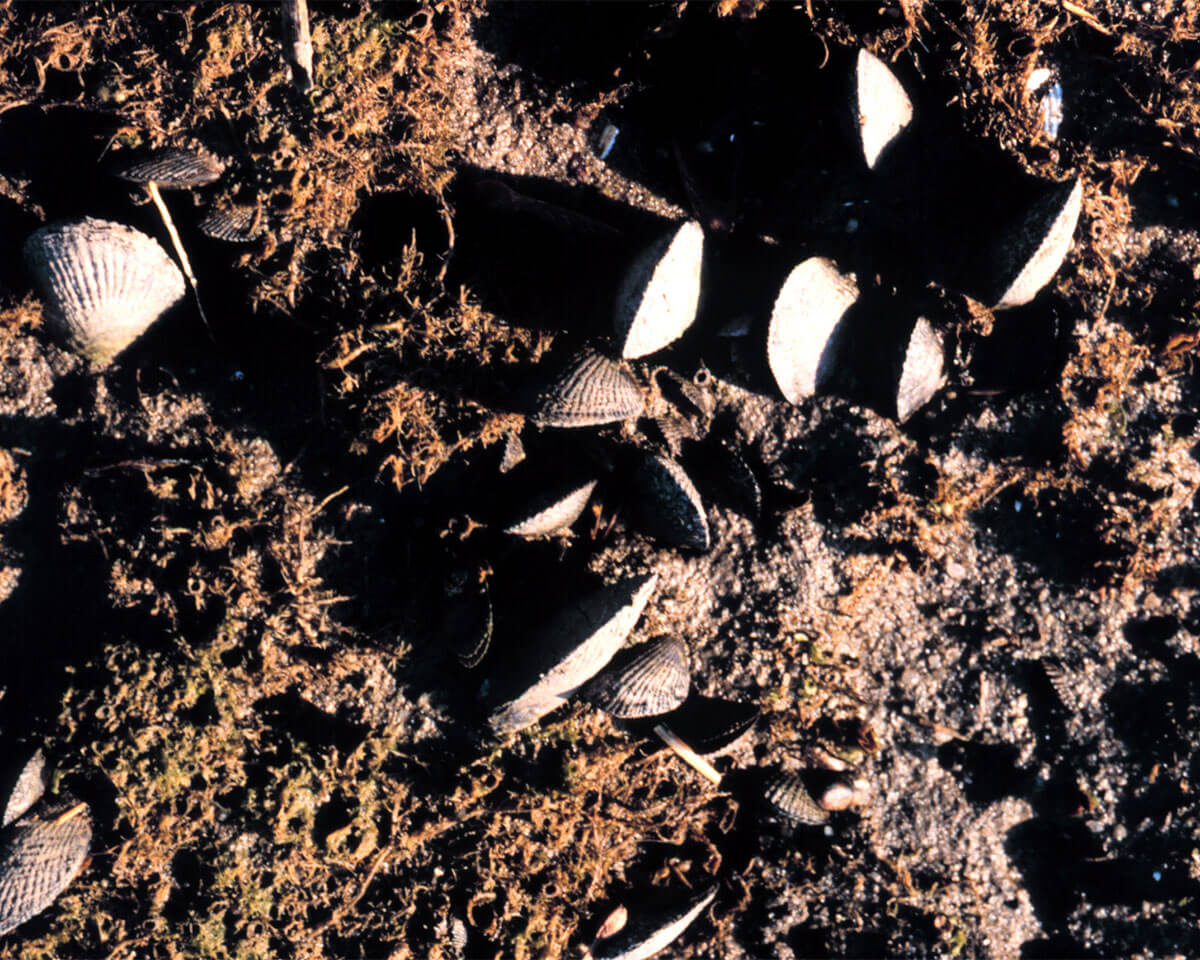 Intertidal ribbed mussels in an urban estuary. Credit: NOAA.gov