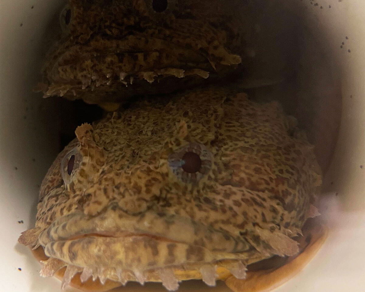 A happy toadfish in the lab. Credit: Paul Forlano