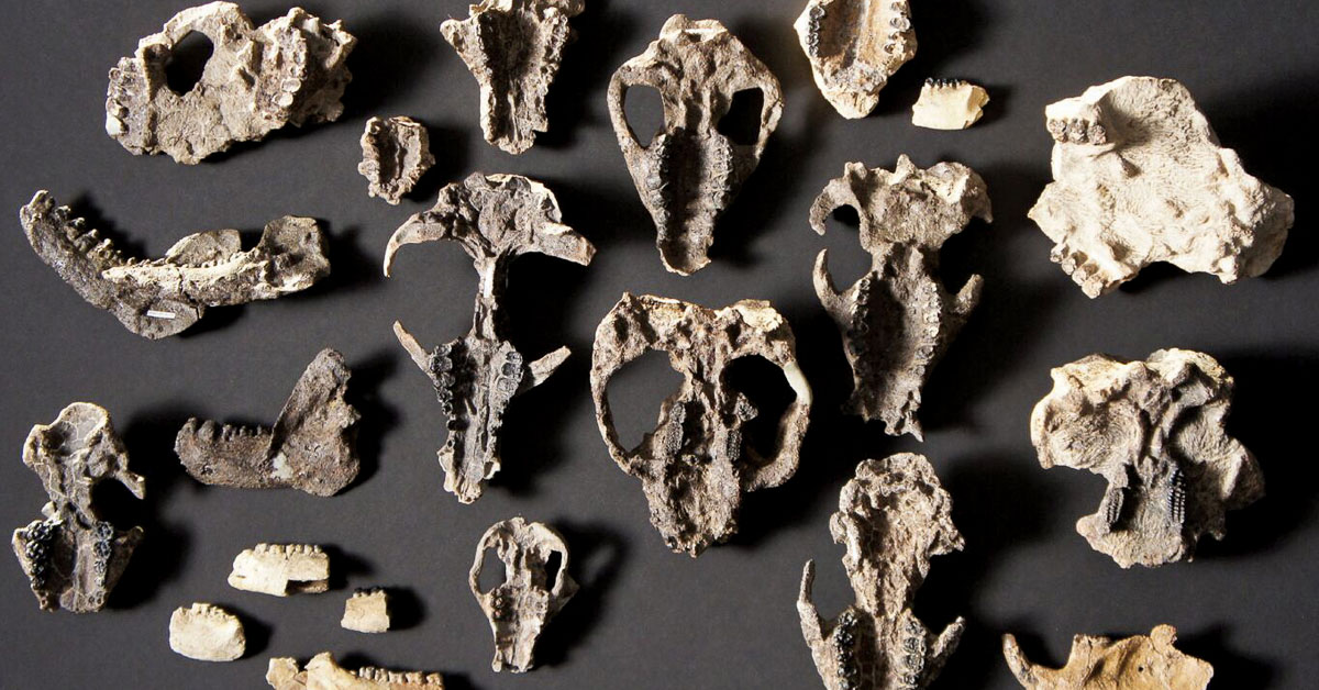 Research & Discovery