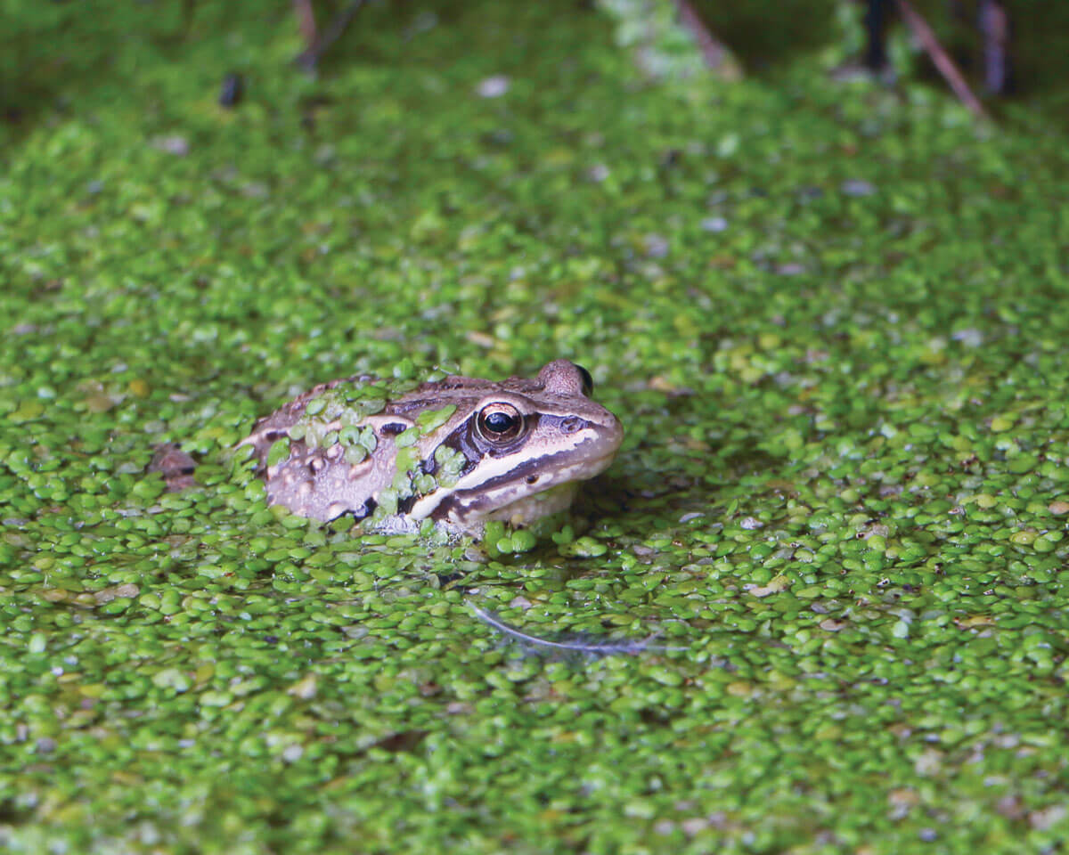 MAG-7.1-The-Tiny-but-Mighty-Duckweed-Social-Featured