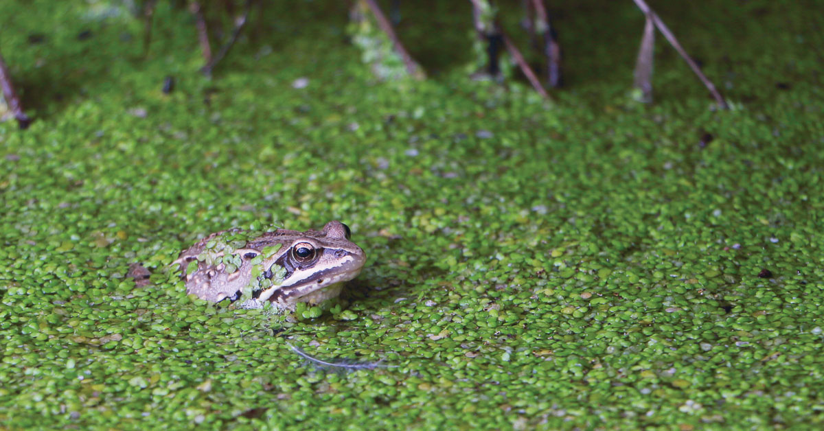 The Tiny but Mighty Duckweed May Help Clean Up the Planet