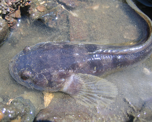 Professor Paul Forlano's research centers on the effects of the neurotransmitter hormone dopamine on the hearing of the female plainfin midshipman fish during mating season, when the males sends out an audible call. Forlano findings may have significant applications for other vertebrates, including humans.