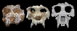 From left: Pierolapithecus cranium shortly after discovery, after initial preparation, and after virtual reconstruction. Image credits: David Alba (left), Salvador Moyà-Solà (middle), Kelsey Pugh (right).